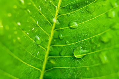 leaf