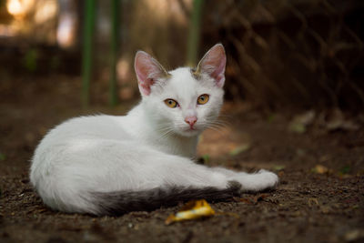 Portrait of cat sitting outdoors