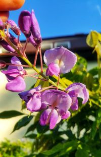 Close-up of pink flowering plant against sky