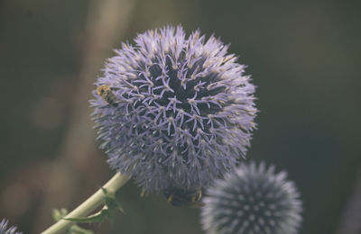 Close-up of purple flowering plant