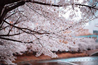 Close-up of cherry blossom tree during winter