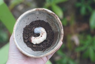 Handmade chocolate candy for valentine's day beetle larvae chocolate and cookie soil