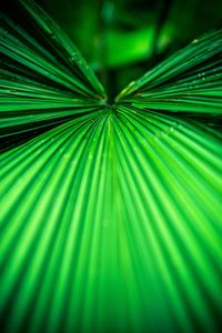 Full frame shot of green leaf