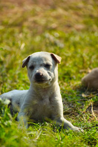 Portrait of dog sitting on field