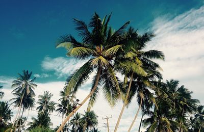 Low angle view of man climbing coconut palm tree against sky