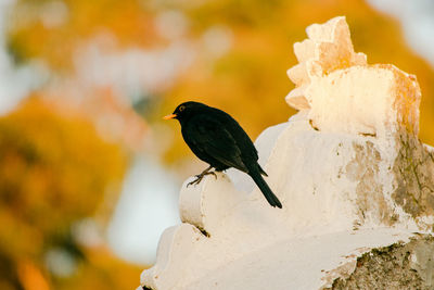 Close-up of bird perching on a rock