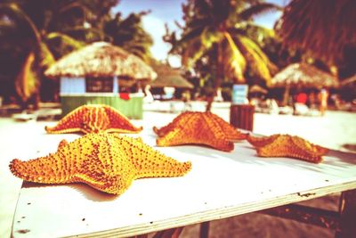 Close-up of plant against blurred background