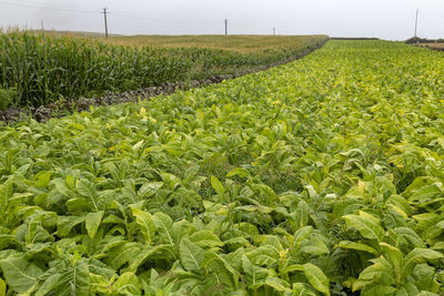 Scenic view of corn field