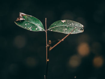 Close-up of raindrops on leaves