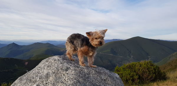 Dog standing on rock against sky