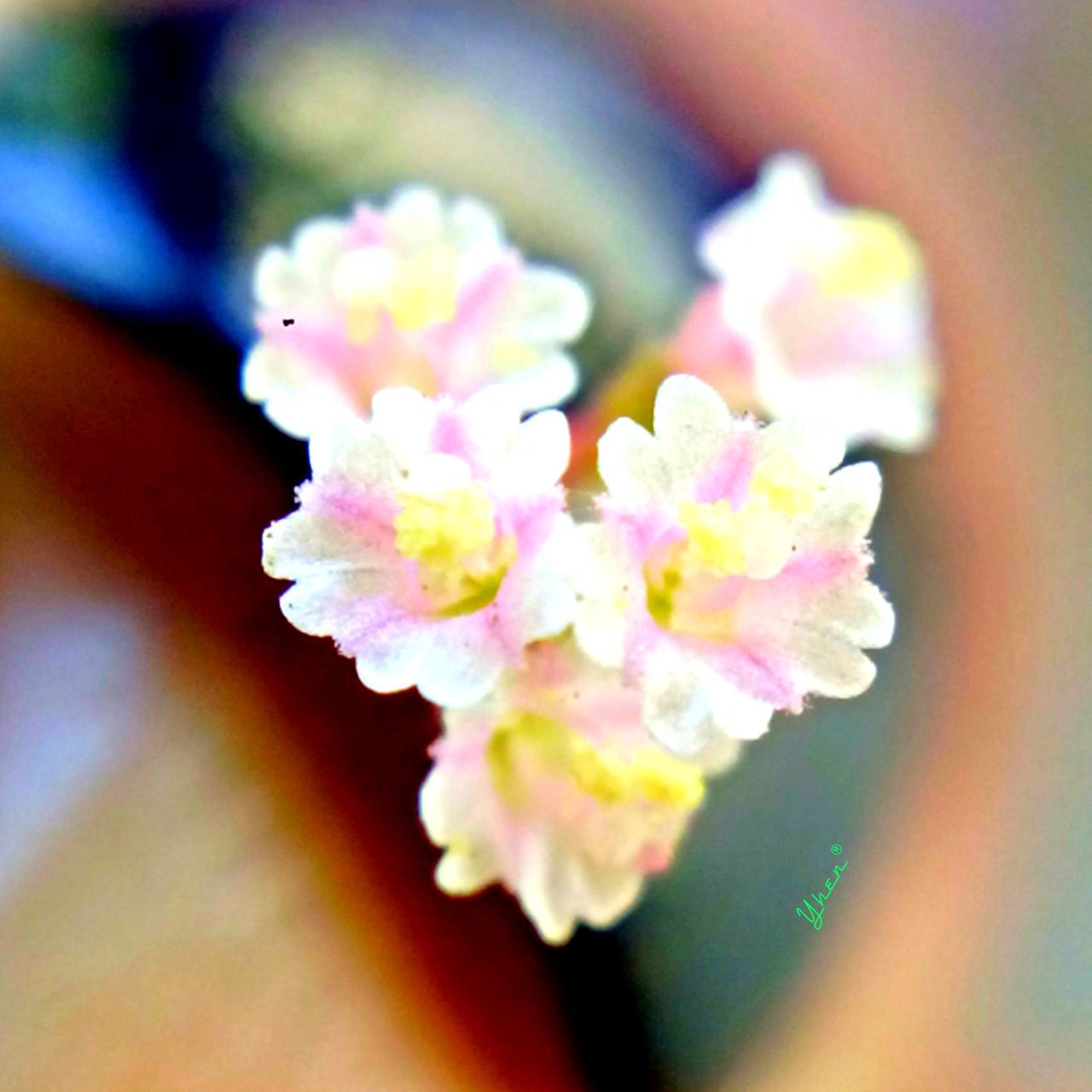 flower, freshness, petal, fragility, close-up, flower head, focus on foreground, beauty in nature, growth, selective focus, pink color, nature, blooming, blossom, indoors, pollen, in bloom, stamen, single flower, bunch of flowers