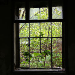 Close-up of trees seen through window