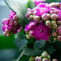 Close-up of pink rose flower