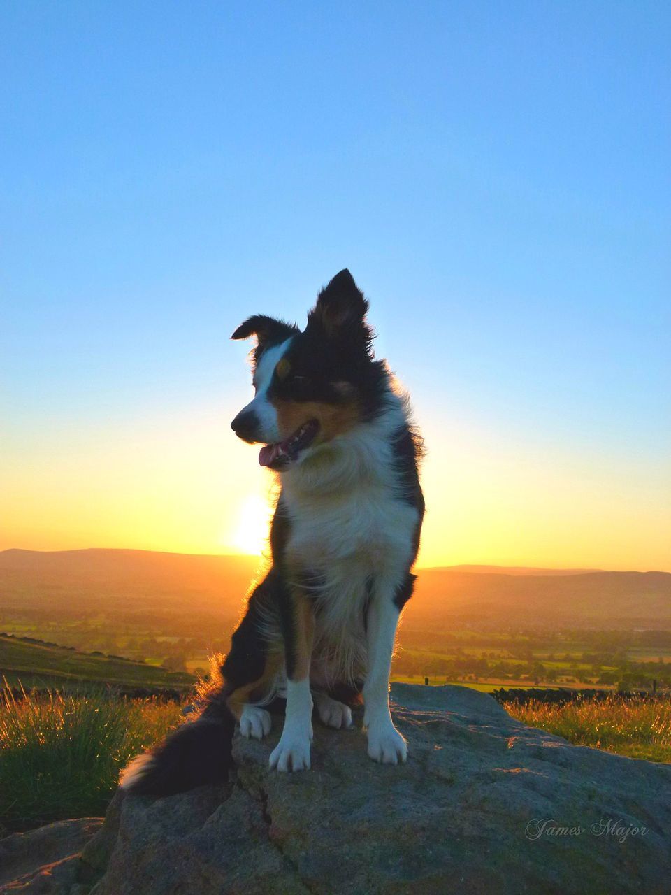one animal, animal themes, clear sky, copy space, domestic animals, full length, landscape, pets, mammal, sunset, horizon over land, standing, nature, field, blue, looking away, side view, beauty in nature, no people, sunlight
