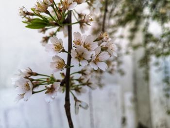 Close-up of white cherry blossoms in spring