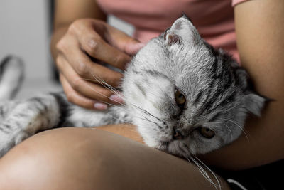 Close-up of hand holding cat