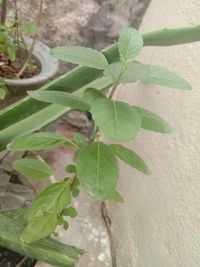 High angle view of potted plant leaves against wall