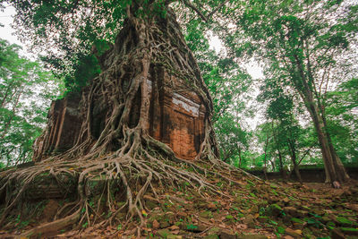 Low angle view of trees growing in forest