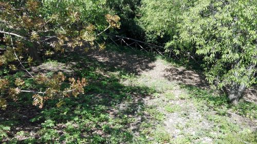 High angle view of cat amidst plants
