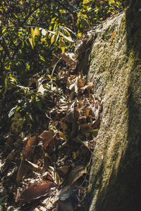 Close-up of a tree