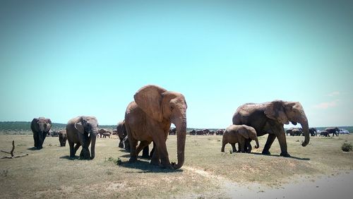 Elephants walking on landscape against clear sky