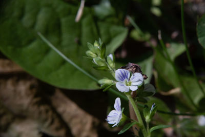 Close-up of insect on purple flower