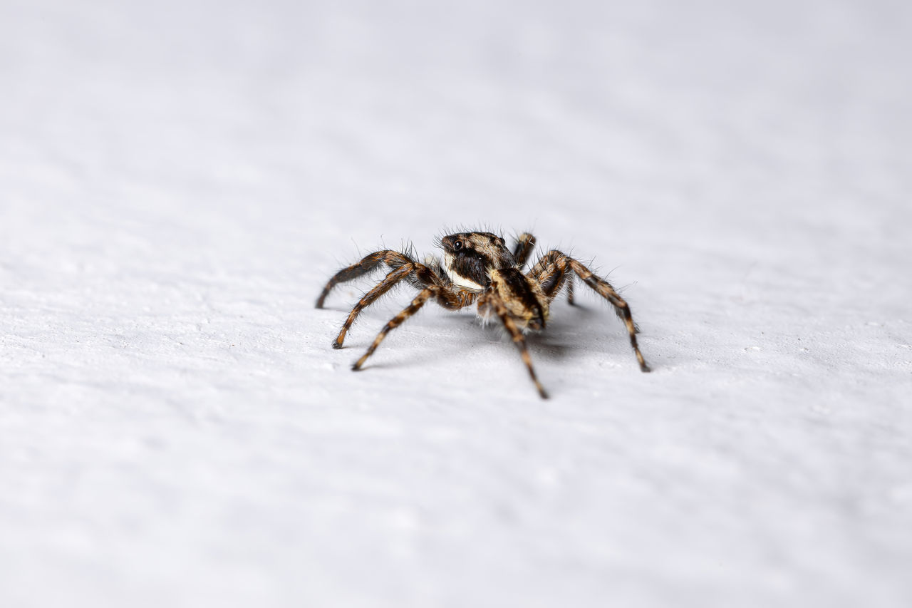 CLOSE-UP OF SPIDER ON THE GROUND