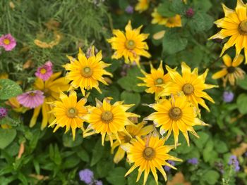 High angle view of yellow flowering plants in park