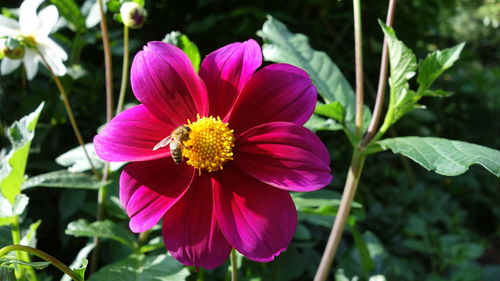 Close-up of pink and purple flower