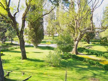 Trees in park