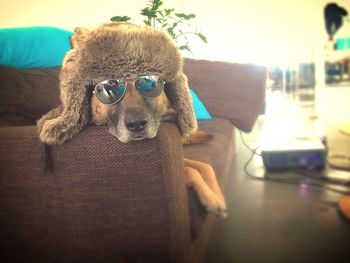 Close-up portrait of a cat