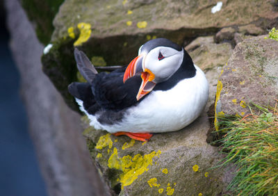 Close-up of bird perching on rock
