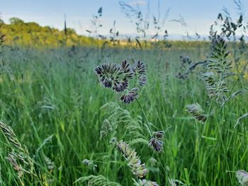 Close-up of flowering plants on land against sky