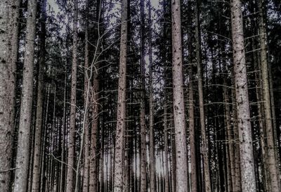 Low angle view of trees in forest