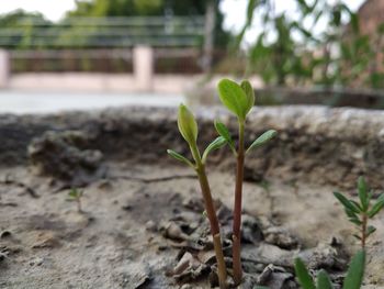 Close-up of small plant growing on field