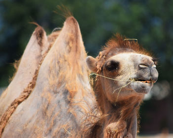 Close-up of giraffe