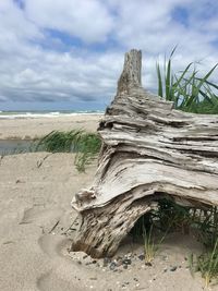 Driftwood on sand at beach against sky