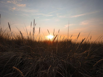 Scenic view of grassy field against sky at sunset