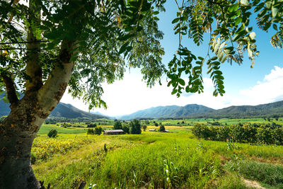 Scenic view of agricultural field against sky