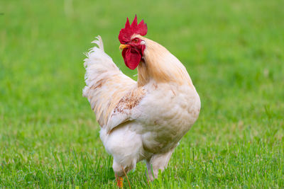 View of a bird on field