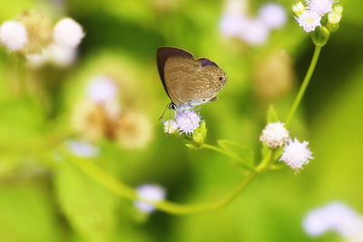 Close-up of butterfly pollinating on flower