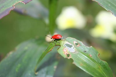 Close-up of ladybug on leaf