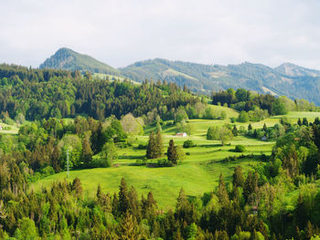 Scenic view of trees on field against sky