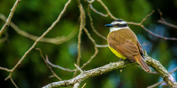 Close-up of bird perching on branch