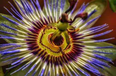 Close-up of passion flower