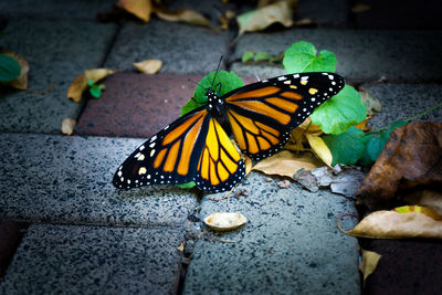 Butterfly on flower