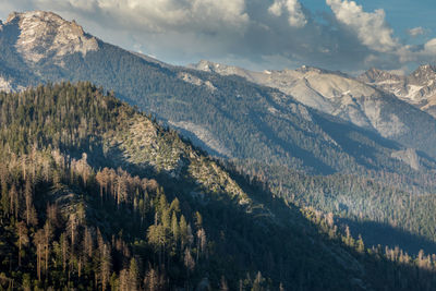 Panoramic view of pine trees and mountains against sky