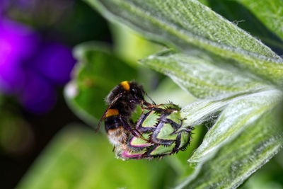 Close-up of honey bee pollinating on purple flower