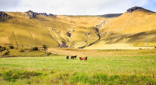 Domestic animals standing on grassy field against sky