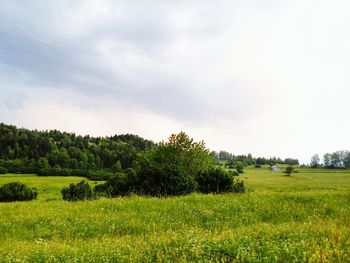 Trees on grassy field